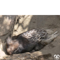 گونه تشی Indian Crested Porcupine